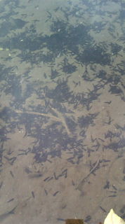 20100317081035.jpg