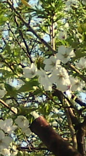 20100320074038.jpg