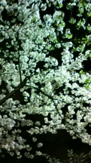 20100403215425.jpg