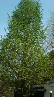 20100426082830.jpg