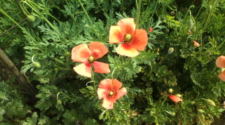 20100506084734.jpg