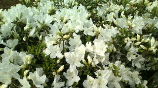 20100506084954.jpg