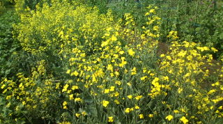 20100506085110.jpg