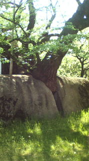 20100515145612.jpg