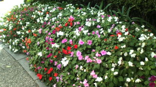 20100808085835.jpg