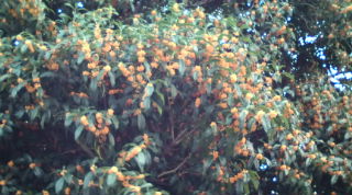 20101007164011.jpg