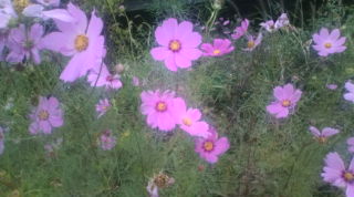 20101008162337.jpg