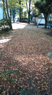 20101110090207.jpg