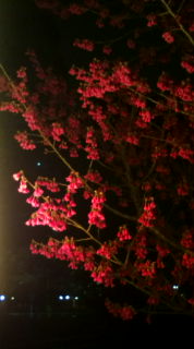 20110315225500.jpg