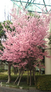 20110320120601.jpg
