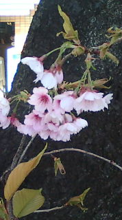 20110329120254.jpg