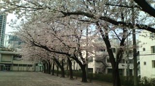 20110410073859.jpg