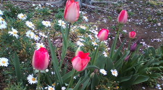 20110410073650.jpg
